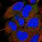 Coiled-Coil Domain Containing 28A antibody, HPA055125, Atlas Antibodies, Immunofluorescence image 