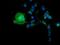 Butyrophilin Subfamily 1 Member A1 antibody, GTX84780, GeneTex, Immunocytochemistry image 