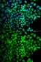 GluR-C antibody, GTX32626, GeneTex, Immunofluorescence image 
