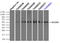 Solute Carrier Family 2 Member 5 antibody, TA500603, Origene, Immunoprecipitation image 
