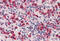Zinc Finger And BTB Domain Containing 7A antibody, MBS242069, MyBioSource, Immunohistochemistry frozen image 