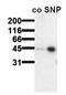 Vasodilator Stimulated Phosphoprotein antibody, AM00155PU-N, Origene, Western Blot image 