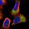 Phosducin-like protein antibody, HPA021571, Atlas Antibodies, Immunofluorescence image 