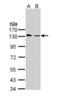 Mitotic checkpoint serine/threonine-protein kinase BUB1 beta antibody, LS-B4854, Lifespan Biosciences, Western Blot image 