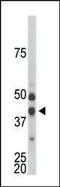 Cyclin Dependent Kinase Like 1 antibody, PA5-14455, Invitrogen Antibodies, Western Blot image 