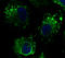 Calnexin antibody, LS-B12410, Lifespan Biosciences, Immunofluorescence image 