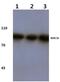 NOC3 Like DNA Replication Regulator antibody, PA5-36501, Invitrogen Antibodies, Western Blot image 