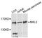 Myocardin Related Transcription Factor B antibody, LS-C748173, Lifespan Biosciences, Western Blot image 