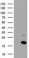 Coiled-Coil-Helix-Coiled-Coil-Helix Domain Containing 5 antibody, MA5-25411, Invitrogen Antibodies, Western Blot image 