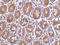 Peptidyl-TRNA Hydrolase 2 antibody, 3605, ProSci, Immunohistochemistry frozen image 