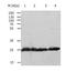 RAN, Member RAS Oncogene Family antibody, TA322509, Origene, Western Blot image 