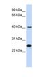 Cell Division Cycle 25C antibody, orb331559, Biorbyt, Western Blot image 
