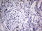 Zinc Finger E-Box Binding Homeobox 2 antibody, LS-C799509, Lifespan Biosciences, Immunohistochemistry frozen image 