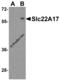 Solute carrier family 22 member 17 antibody, 4651, ProSci Inc, Western Blot image 