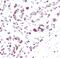 Histone H3 antibody, MA5-11199, Invitrogen Antibodies, Immunohistochemistry frozen image 