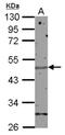 Zinc Finger Protein 672 antibody, NBP2-15178, Novus Biologicals, Western Blot image 