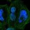 Zinc Finger Protein 74 antibody, NBP1-84401, Novus Biologicals, Immunofluorescence image 