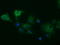 Myo-Inositol Oxygenase antibody, LS-C115434, Lifespan Biosciences, Immunofluorescence image 