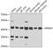 PR/SET Domain 7 antibody, A13923, Boster Biological Technology, Western Blot image 