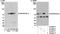 Zinc Finger And BTB Domain Containing 7A antibody, A300-549A, Bethyl Labs, Immunoprecipitation image 