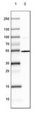 Serine/threonine-protein kinase DCLK1 antibody, PA5-53361, Invitrogen Antibodies, Western Blot image 
