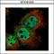 LYN Proto-Oncogene, Src Family Tyrosine Kinase antibody, GTX101222, GeneTex, Immunocytochemistry image 