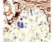 Serine/Threonine Kinase 11 antibody, F50222-0.4ML, NSJ Bioreagents, Immunohistochemistry frozen image 