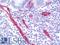 Platelet And Endothelial Cell Adhesion Molecule 1 antibody, LS-B10502, Lifespan Biosciences, Immunohistochemistry paraffin image 