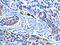 Cyclic nucleotide-gated olfactory channel antibody, CSB-PA599265, Cusabio, Immunohistochemistry paraffin image 
