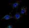 SREBF Chaperone antibody, abx034001, Abbexa, Immunofluorescence image 