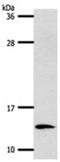 S100 Calcium Binding Protein A4 antibody, orb107603, Biorbyt, Western Blot image 