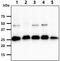 SSU72 Homolog, RNA Polymerase II CTD Phosphatase antibody, GTX57708, GeneTex, Western Blot image 