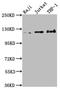 Microtubule Associated Monooxygenase, Calponin And LIM Domain Containing 1 antibody, CSB-PA851555LA01HU, Cusabio, Western Blot image 