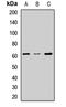 Endothelial Cell Adhesion Molecule antibody, orb411946, Biorbyt, Western Blot image 
