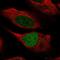 Histone-lysine N-methyltransferase MLL3 antibody, PA5-67359, Invitrogen Antibodies, Immunofluorescence image 