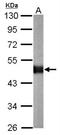 Carboxypeptidase E antibody, NBP2-15699, Novus Biologicals, Western Blot image 