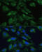 Enolase 1 antibody, 16-771, ProSci, Immunofluorescence image 