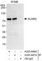 SLAIN Motif Family Member 2 antibody, A303-647A, Bethyl Labs, Immunoprecipitation image 