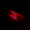 Atypical Chemokine Receptor 4 antibody, LS-C358935, Lifespan Biosciences, Immunofluorescence image 