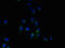Yip1 Domain Family Member 4 antibody, LS-C379271, Lifespan Biosciences, Immunofluorescence image 