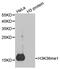 Histone Cluster 3 H3 antibody, MBS126245, MyBioSource, Western Blot image 