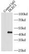 DLEC1 Cilia And Flagella Associated Protein antibody, FNab02407, FineTest, Immunoprecipitation image 