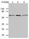 BAG family molecular chaperone regulator 5 antibody, PA5-49696, Invitrogen Antibodies, Western Blot image 