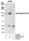 Semaphorin-6D antibody, A304-477A, Bethyl Labs, Immunoprecipitation image 