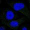 Fibronectin type III and SPRY domain-containing protein 1 antibody, NBP1-81123, Novus Biologicals, Immunofluorescence image 