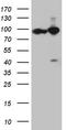 KPNB1 antibody, TA811717S, Origene, Western Blot image 