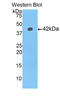 Histone Cluster 1 H2A Family Member D antibody, LS-C294520, Lifespan Biosciences, Western Blot image 