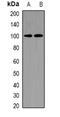 RAE1 antibody, orb341473, Biorbyt, Western Blot image 