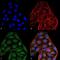 CD74 Molecule antibody, NBP2-59698, Novus Biologicals, Immunofluorescence image 