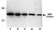 Maltose Binding Protein antibody, MA5-27544, Invitrogen Antibodies, Western Blot image 